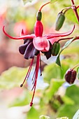 Fuchsia 'Blacky' flower
