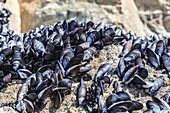 Mussels growing on rocks