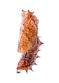 Indian fritillary butterfly cocoon