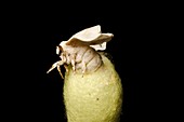 Silkmoth emerging from its cocoon