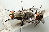 Horse-flies mating