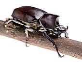 Siamese rhinoceros beetle