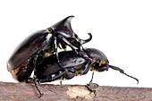 Siamese rhinoceros beetles mating