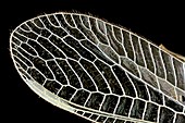 Dragonfly wing,light micrograph