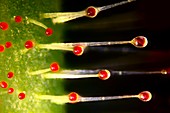 Sundew (Drosera sp.) light micrograph