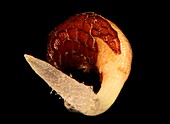 Poppy seed germinating,light micrograph
