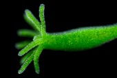 Green hydra,light micrograph