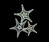 Starfish,coloured X-ray