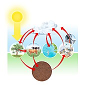 Carbon cycle diagram