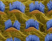 Inner ear hair cells,SEM