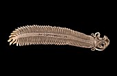 Paraneplocephala tapeworm,micrograph