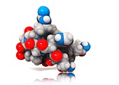 Obestatin molecule