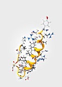 Peptide YY obesity hormone molecule