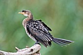 Reed cormorant on a branch