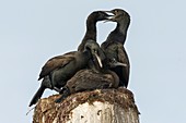 Bank cormorants feeding their chicks