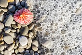 Limpet shell and pebbles on a beach