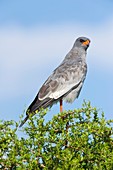 Pale chanting goshawk