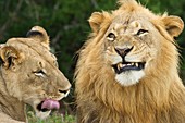 African lions