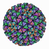 Bluetongue virus capsid