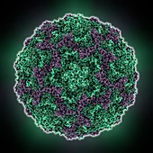 Echovirus 7 capsid,molecular model