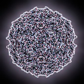 Bombyx mori densovirus 1 capsid