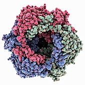 Adenovirus hexon protein