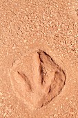 Dinosaur footprint ,Broome,Australia