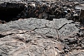 Waikoloa petroglyphs,Hawai'i
