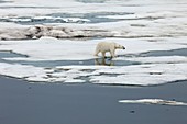 Polar bear walking across sea ice