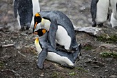 King penguins mating