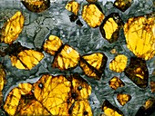 Pallasite meteorite