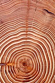 Pine tree growth rings