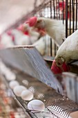 Egg farming. Hens in a battery