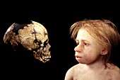 Neanderthal child and fossil skull