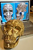 Neanderthal female skull reconstruction