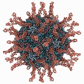 Human poliovirus,molecular model