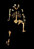 Lucy,fossil Australopithecine skeleton