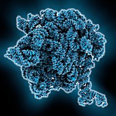 Bacterial ribosome,molecular model