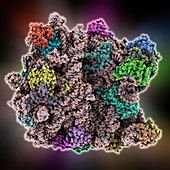 Archaeon ribosome,molecular model