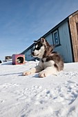 Husky sled dog puppy