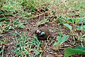 Dung beetles rolling a dung ball