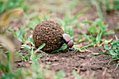 Dung beetle rolling a dung ball