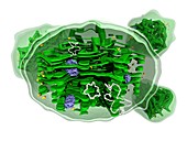 Chloroplast structure,artwork