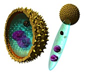 Pollen cell structures,artwork