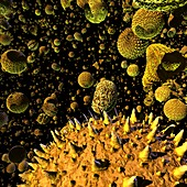Pollen grains,artwork