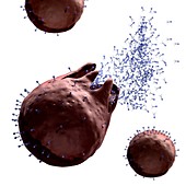 Bacteriophages leaving host cell,artwork