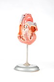 Human heart,historical anatomical model