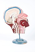 Human head,historical anatomical model