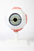 Human eye,anatomical model