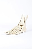 Human foot,historical anatomical model